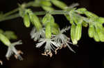 Blue ridge catchfly